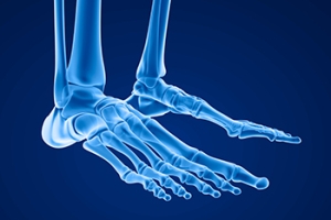 All About the Hindfoot